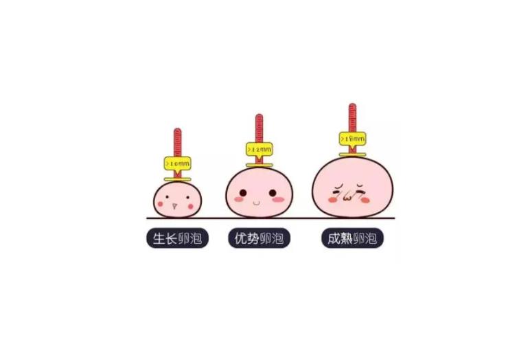 試管促排有多少個(gè)優(yōu)勢(shì)卵泡正常
