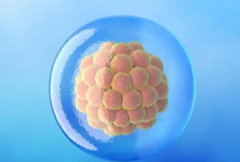囊胚移植后有什么變化和癥狀？囊胚移植后1到14天變化圖